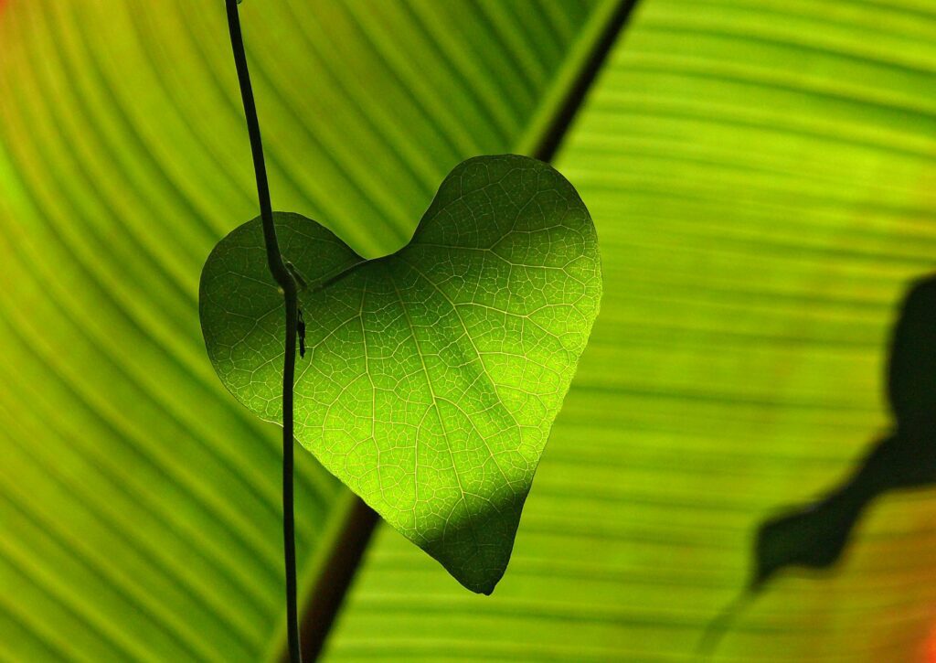 Pexels pixabay